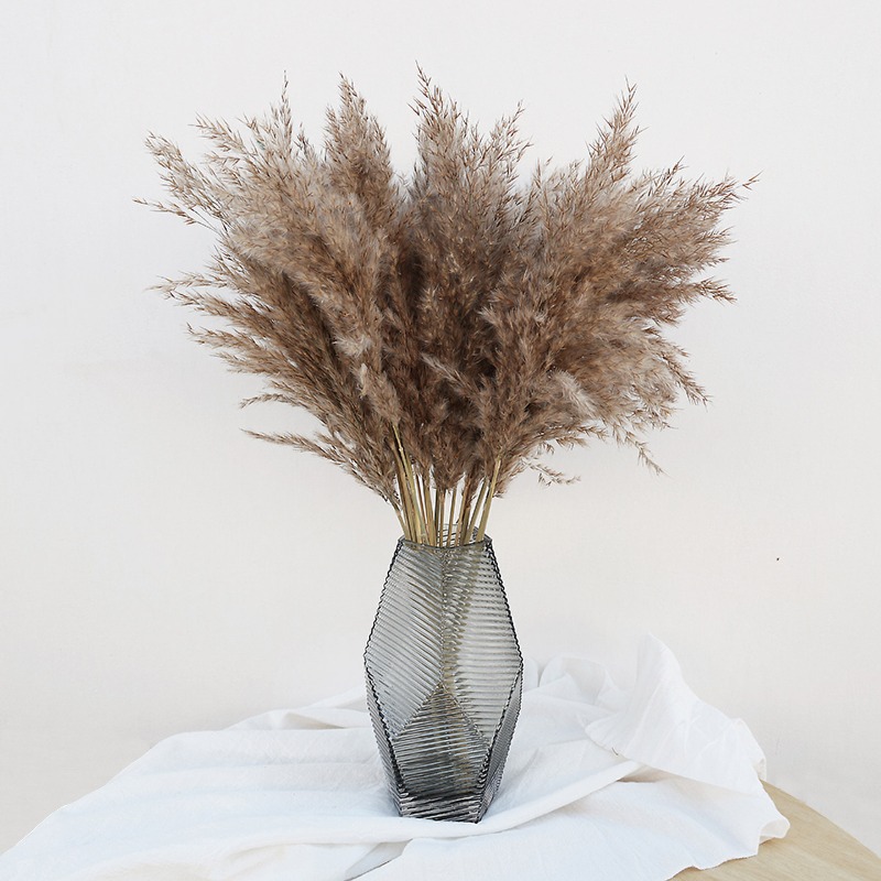 Pampas Grass Decor - 10 ชิ้น ดอกแพมพัสแห้งหลากสีสันจากธรรมชาติ สำหรับตกแต่งแจกันบ้าน งานครบรอบ งานแต่งงาน