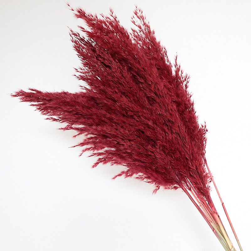 10 ชิ้น ดอกแพมพัสแห้งหลากสีสัน - Pampas Grass Decor บทวิจารณ์และราคา