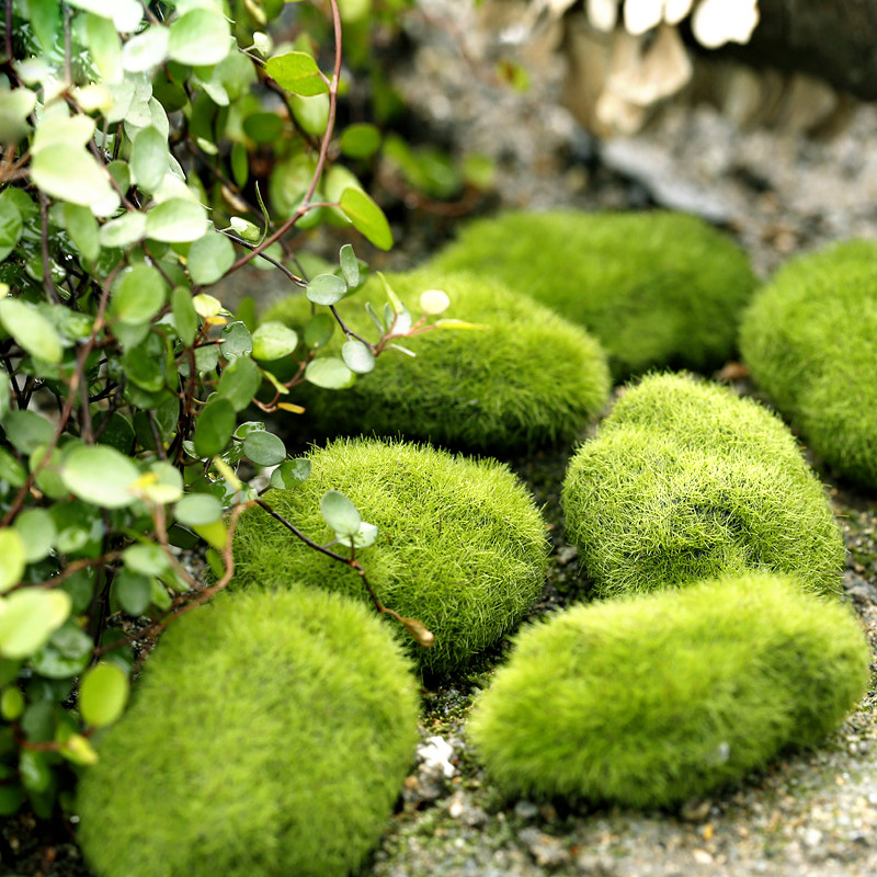สีเขียวหญ้าเทียมโฟม MOSS พืช M - Home Decor Za บทวิจารณ์และราคา