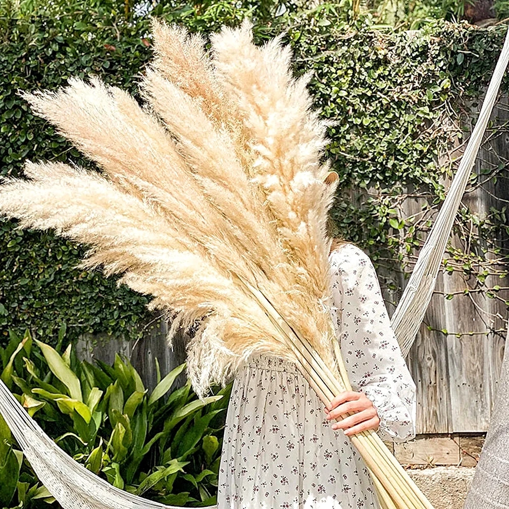 110 - 120 ซม.ขนาดใหญ่แห้ง Pamp - Pampas Grass Decor บทวิจารณ์และราคา