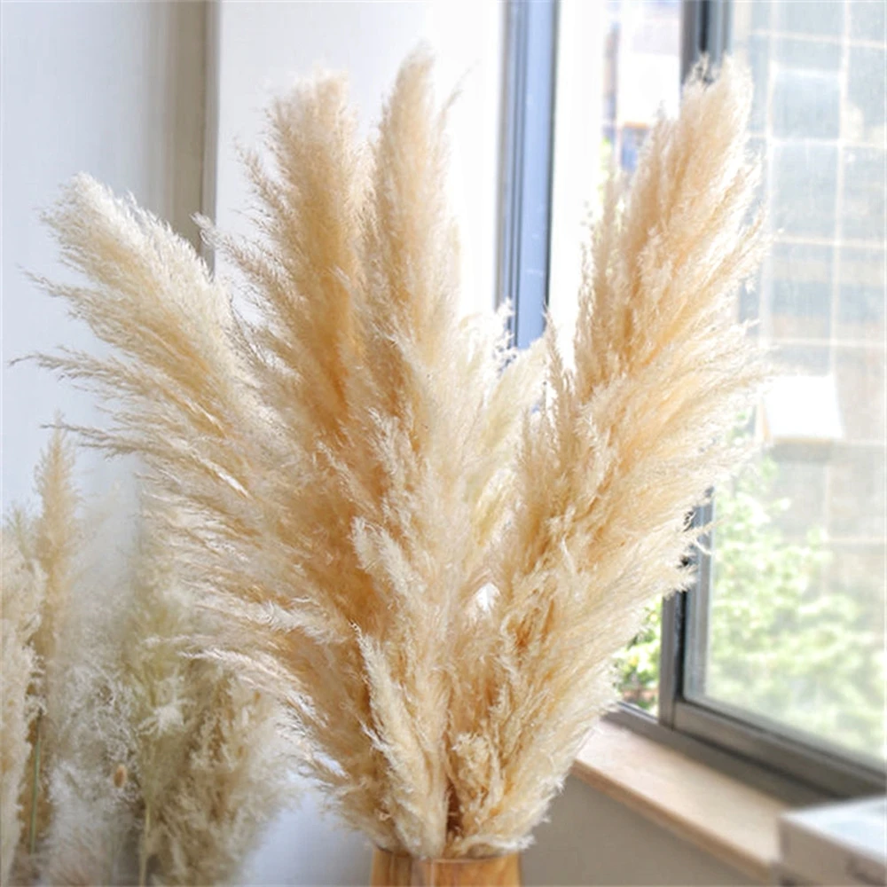 110 - 120 ซม.ขนาดใหญ่แห้ง Pamp - Pampas Grass Decor บทวิจารณ์และราคา